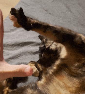 中国猫咪品种玳瑁猫,田园玳瑁猫的嘴