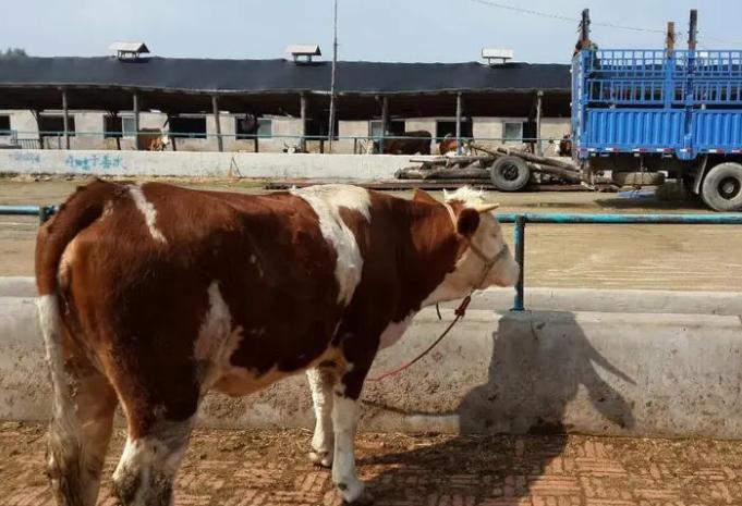 养牛的10大忠告西门塔尔牛,西门塔尔牛怎么样