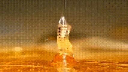 运动神经元显微镜观察内容与结果,显微镜下观察神经元的判断依据