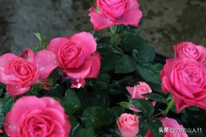 微型月季嫁接最佳品种,丰花微型月季品种有哪些