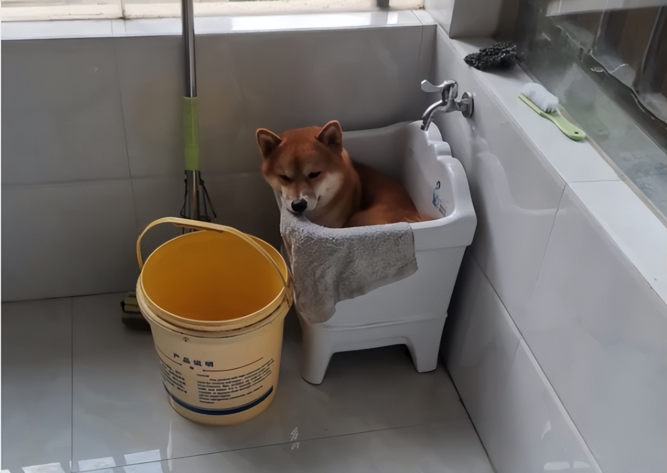 现在都还安拖把池吗,现在还有人装拖把池吗