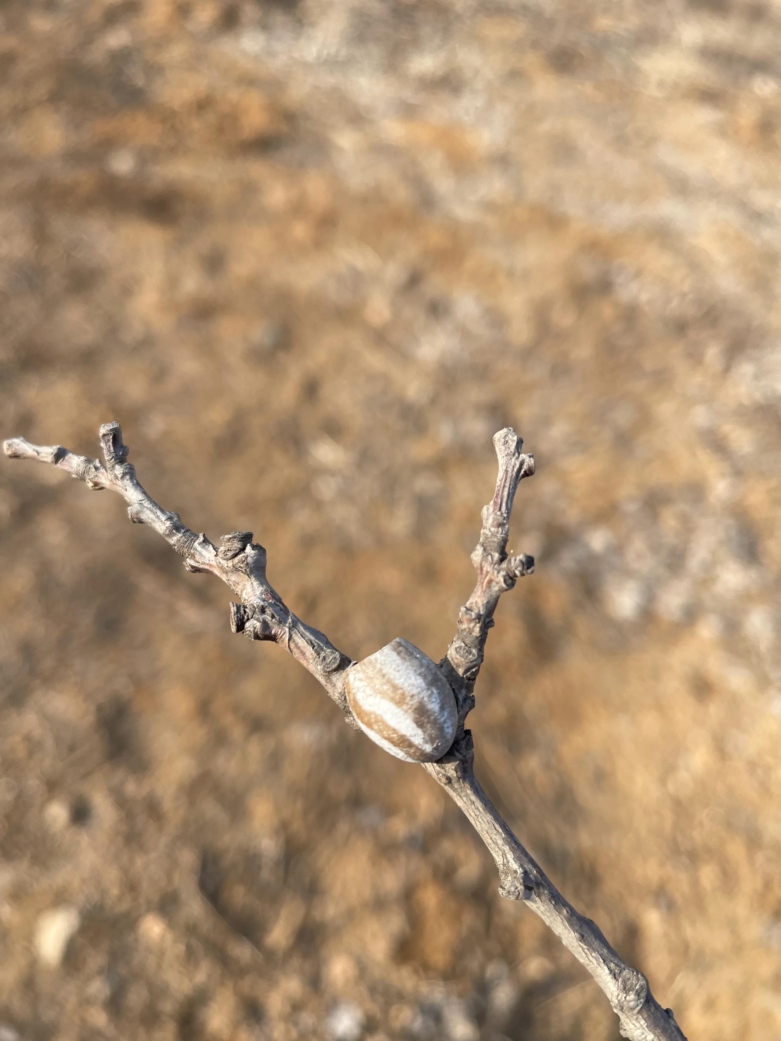 山西的土葬风俗,土葬是中国有史以来老传统