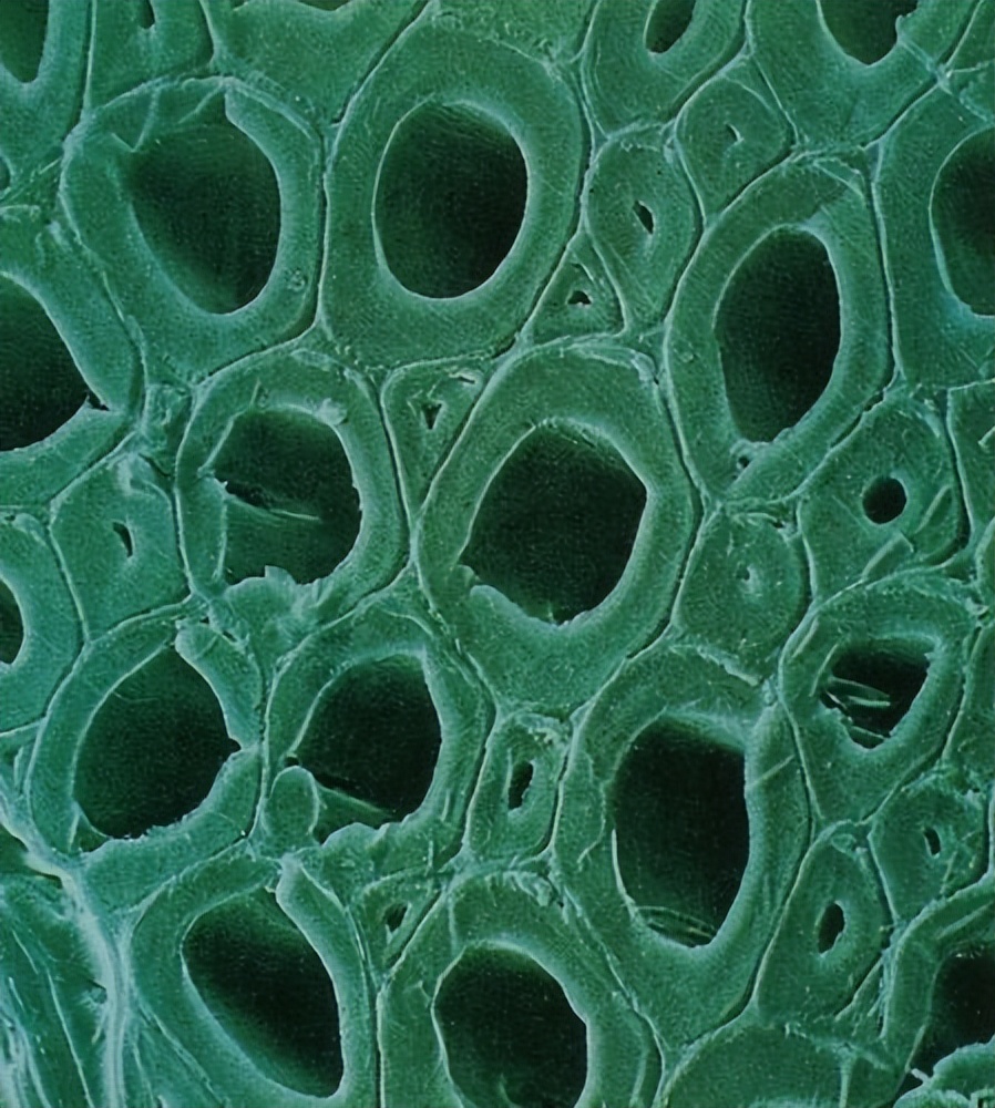 起泡酒怎么酿造,起泡酒用什么酵母