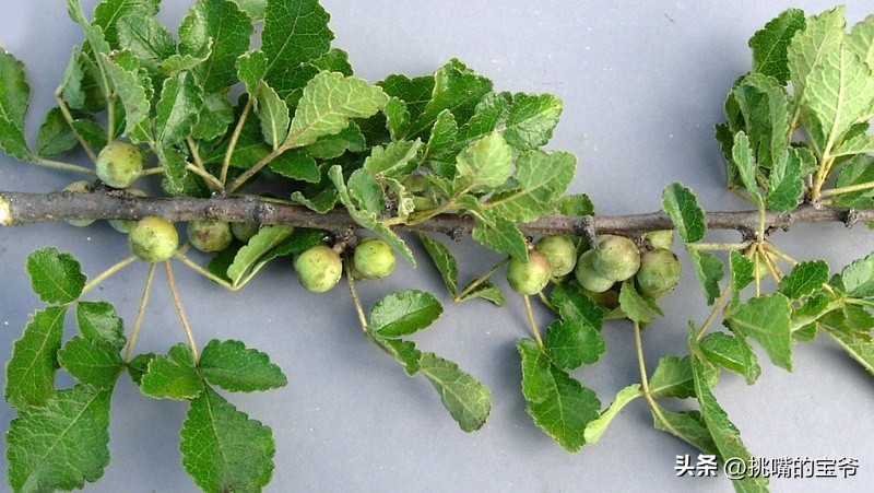 人口与北京相当，面积与*藏西**接近的尼日尔，有什么饥荒水果