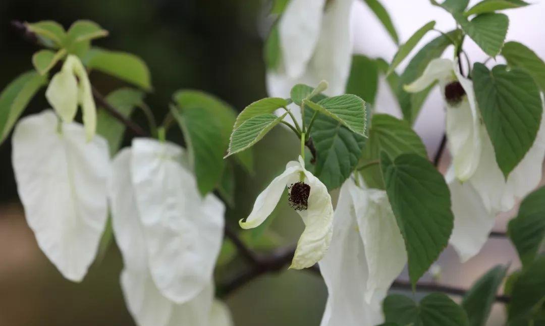 都江堰熊猫谷里的国宝,都江堰市大熊猫国家公园