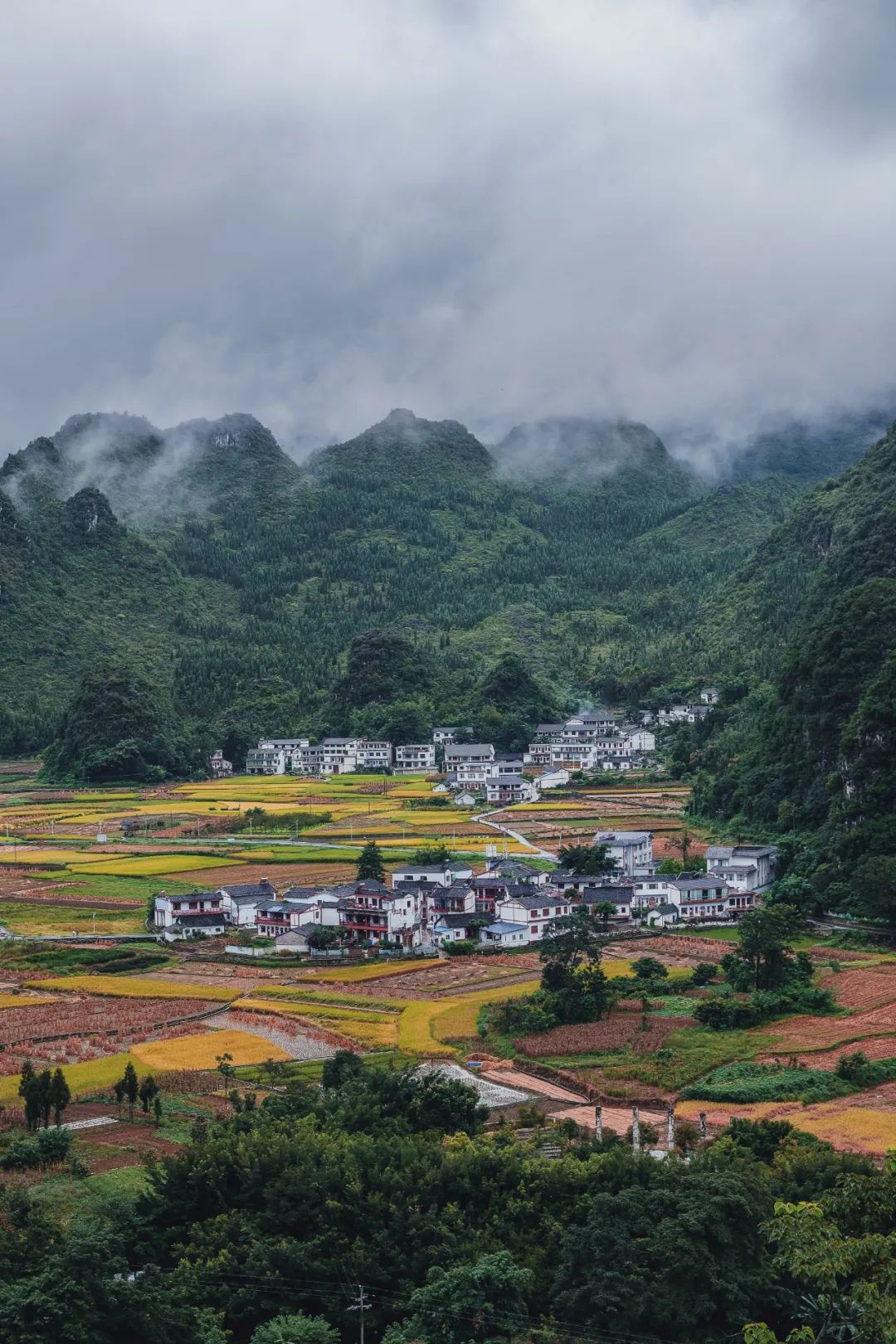 中国茶业历史悠久各种各样的茶叶,中国产茶的四大茶区