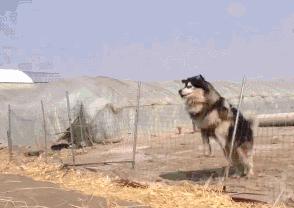 养阿拉斯加的好处,阿拉斯加犬好养吗优缺点有哪些