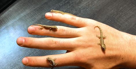 在卧室造一片弱肉强食的危险雨林，会打雷还真的会下雨