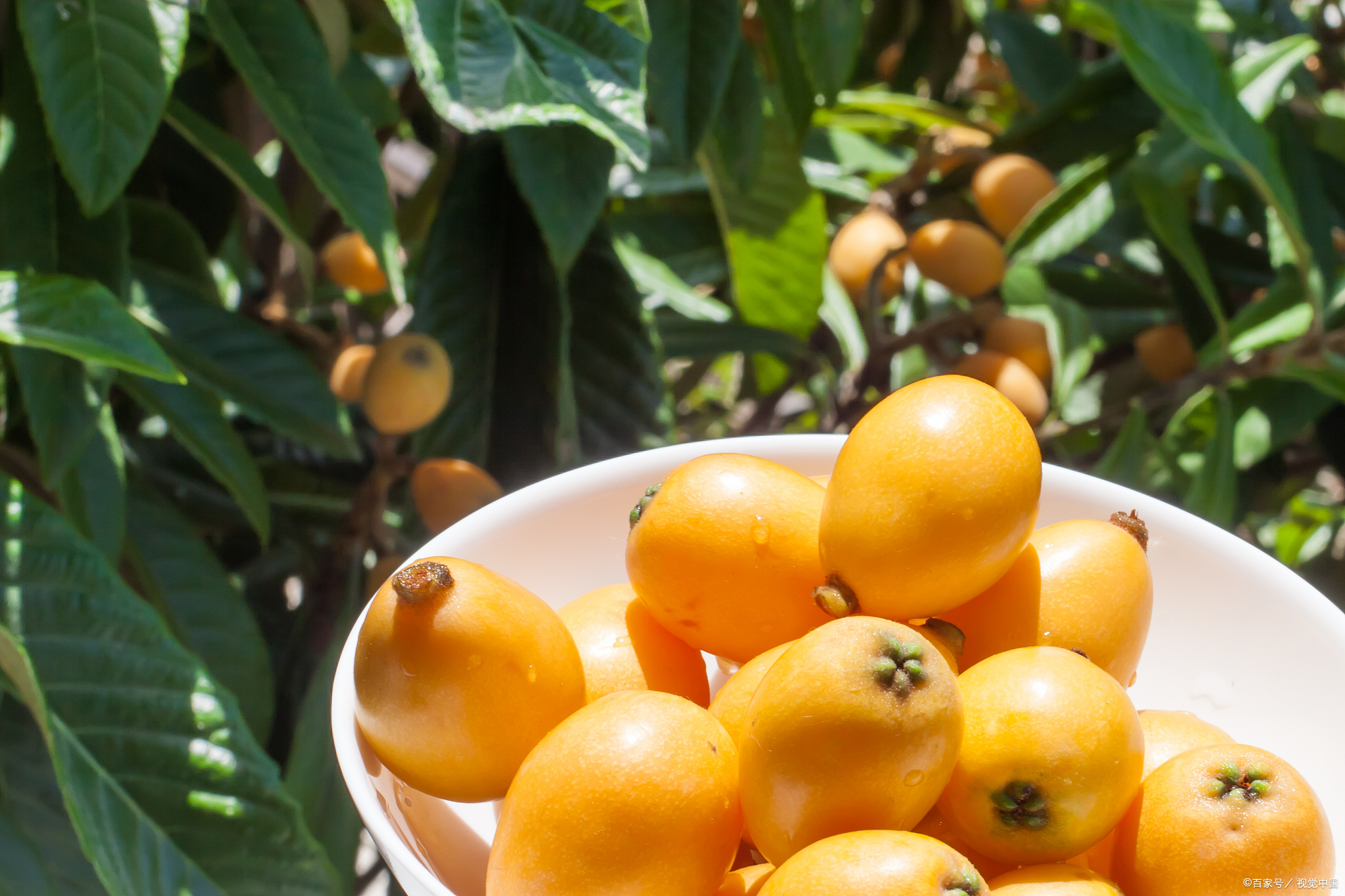 浙江的特产美食,浙江嘉兴特产有哪些可带走