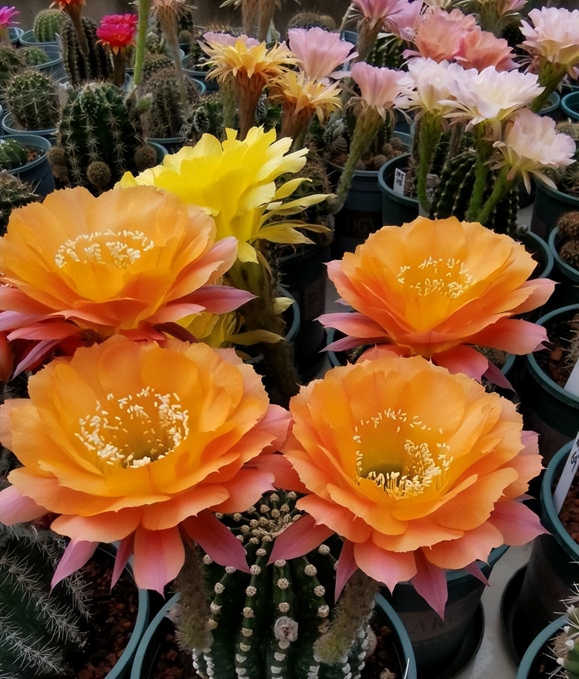 仙人球怎么过冬多久浇一次肥,仙人球冬天浇水的正确方法