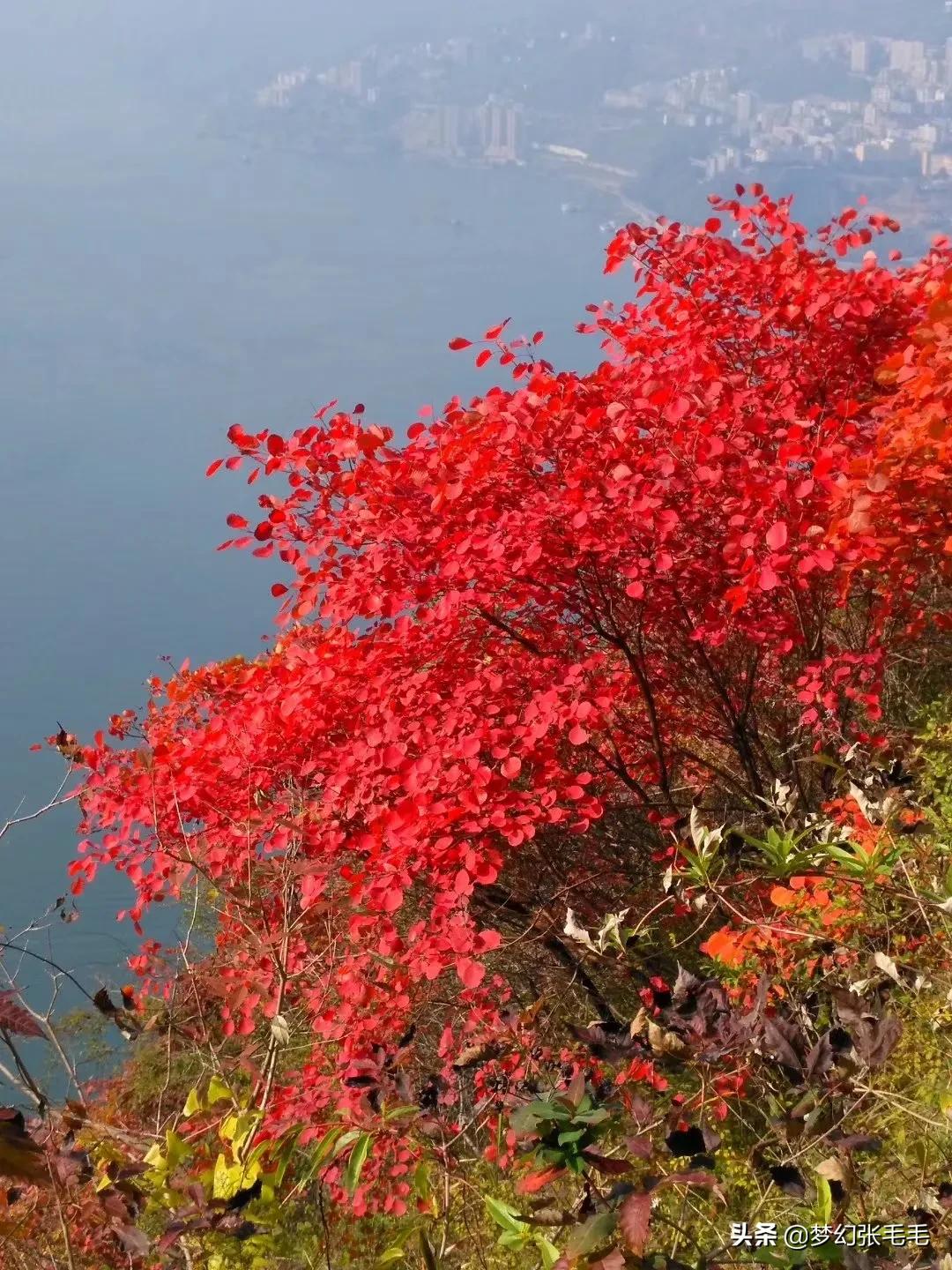 巫山观红叶全部视频,巫山红叶观景点