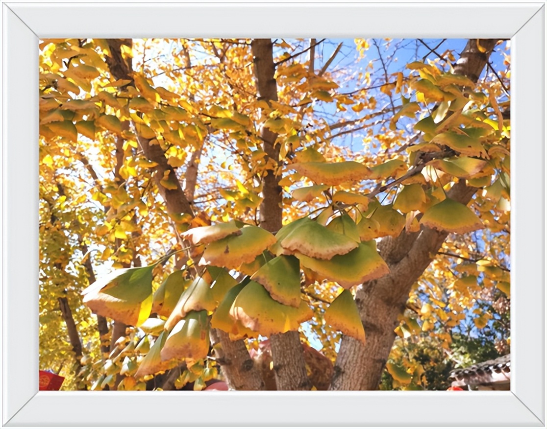 中国千年银杏谷住宿,中国千年银杏谷
