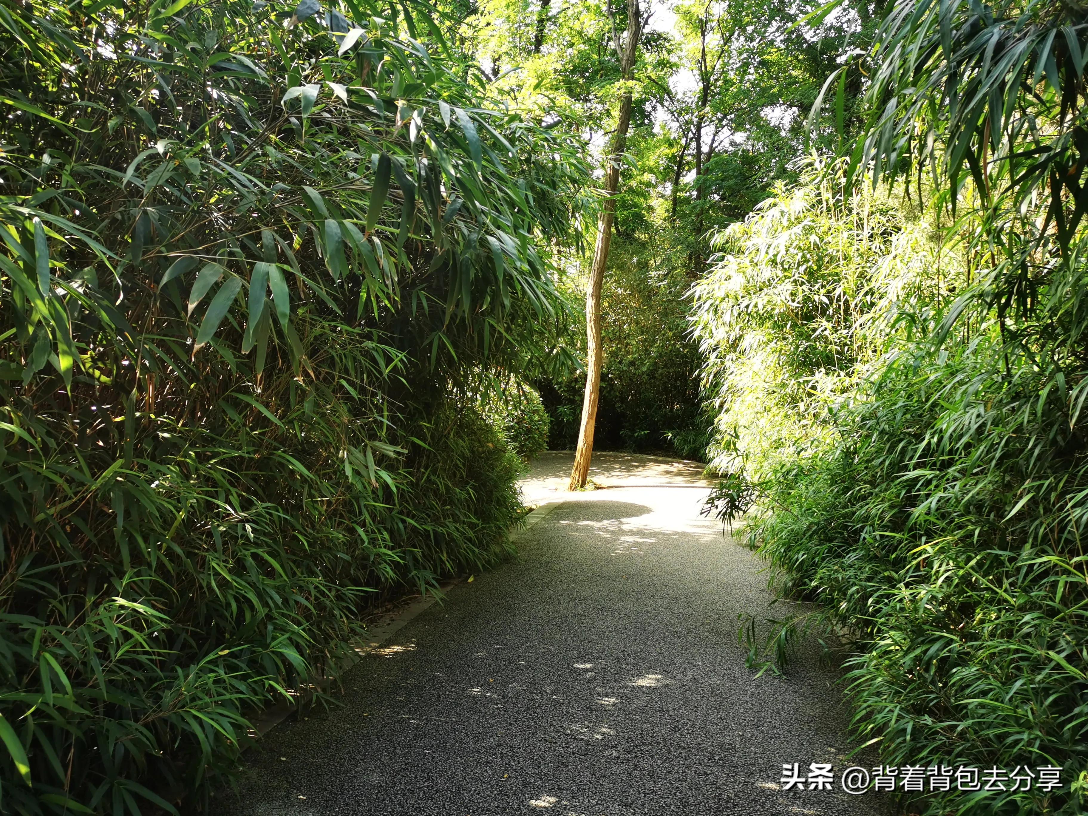 青岛大熊猫动物园8.5元门票预约,青岛动物园8.5元门票预约有熊猫吗
