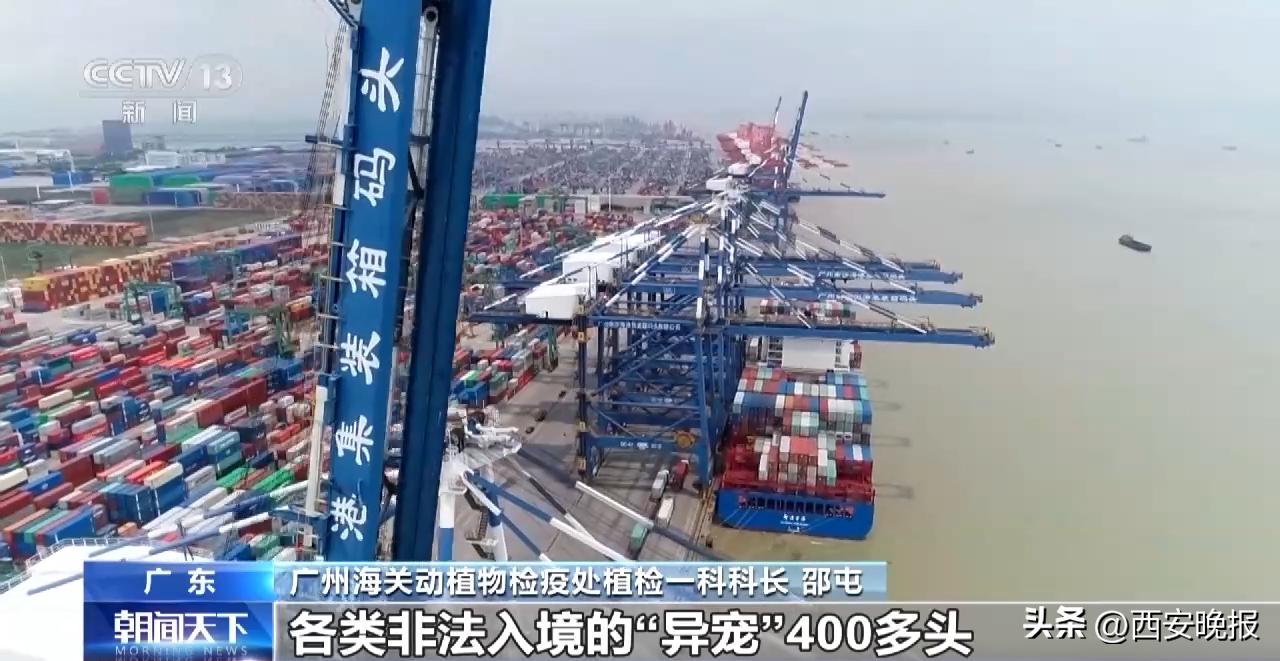 越奇怪的东西越喜欢,携带异宠入境是否一定要行政处罚