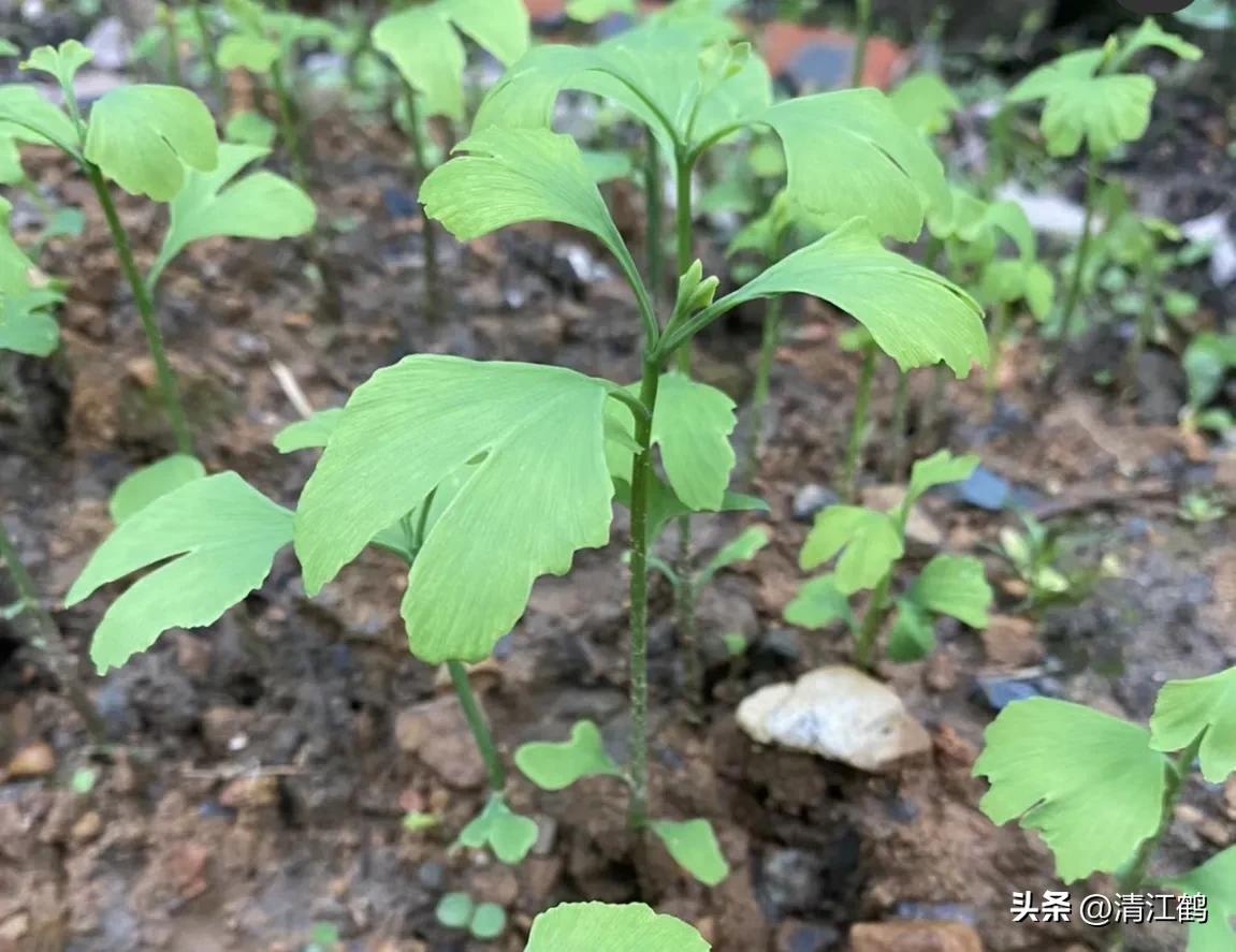 鸭掌木病害图谱及防治,鸭脚木的病害和治疗方法
