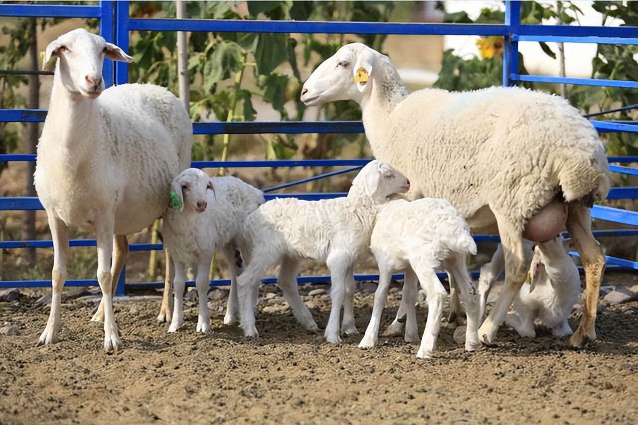 羊挑食的正确做法,羊不爱吃食怎么回事啊