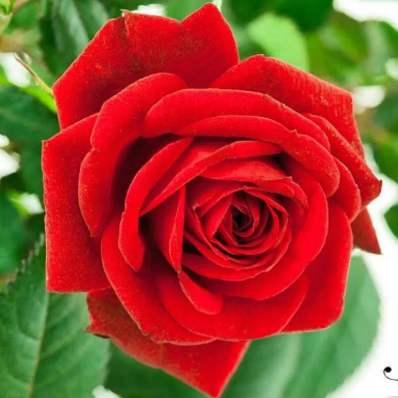 玫瑰花漂亮的图片,分享一个漂亮的玫瑰花图片