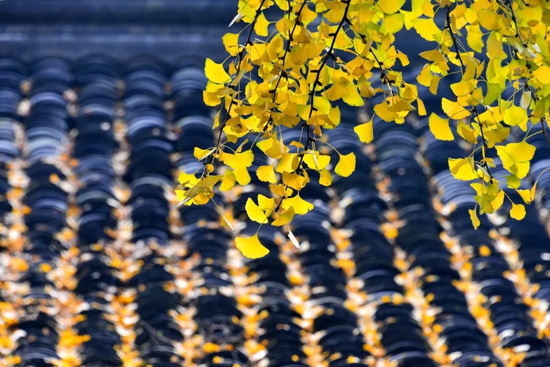 秋诗句最经典的十句,赞颂秋的经典诗句