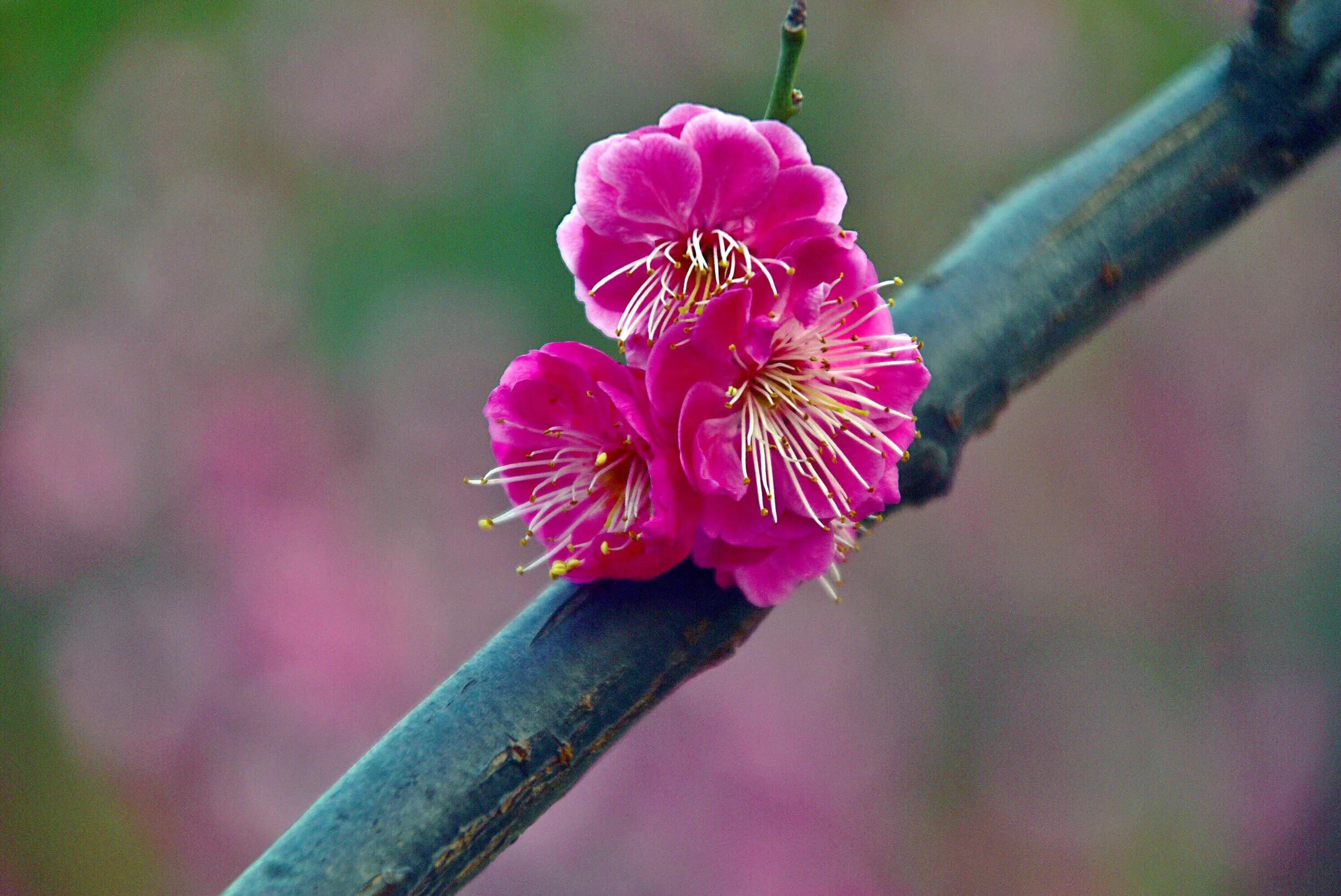 花卉摄影秋日的浪漫,花卉摄影春暖梅花开