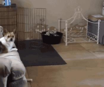 聪明水动画,聪明水的功效和作用