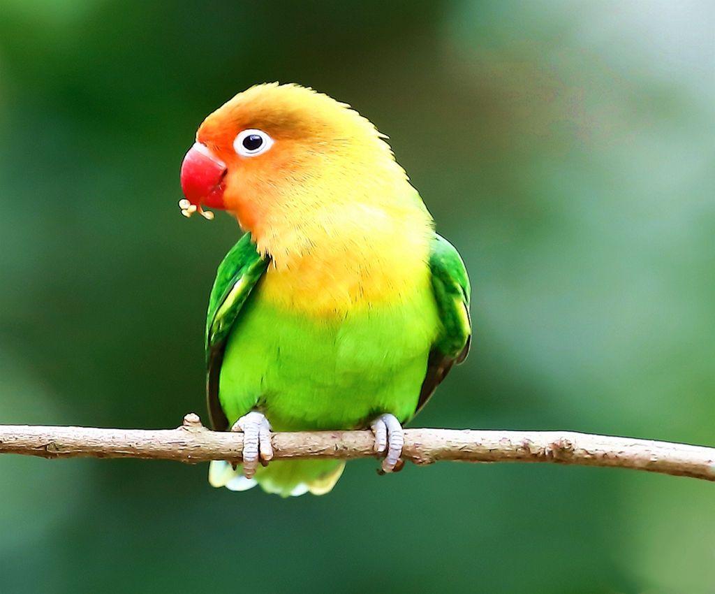 鹦鹉舍利子,动物也能烧出舍利子吗