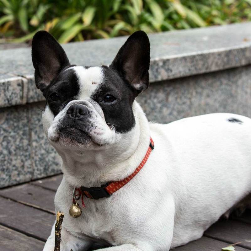 新手养狗养什么狗,新手养狗什么狗最忠诚