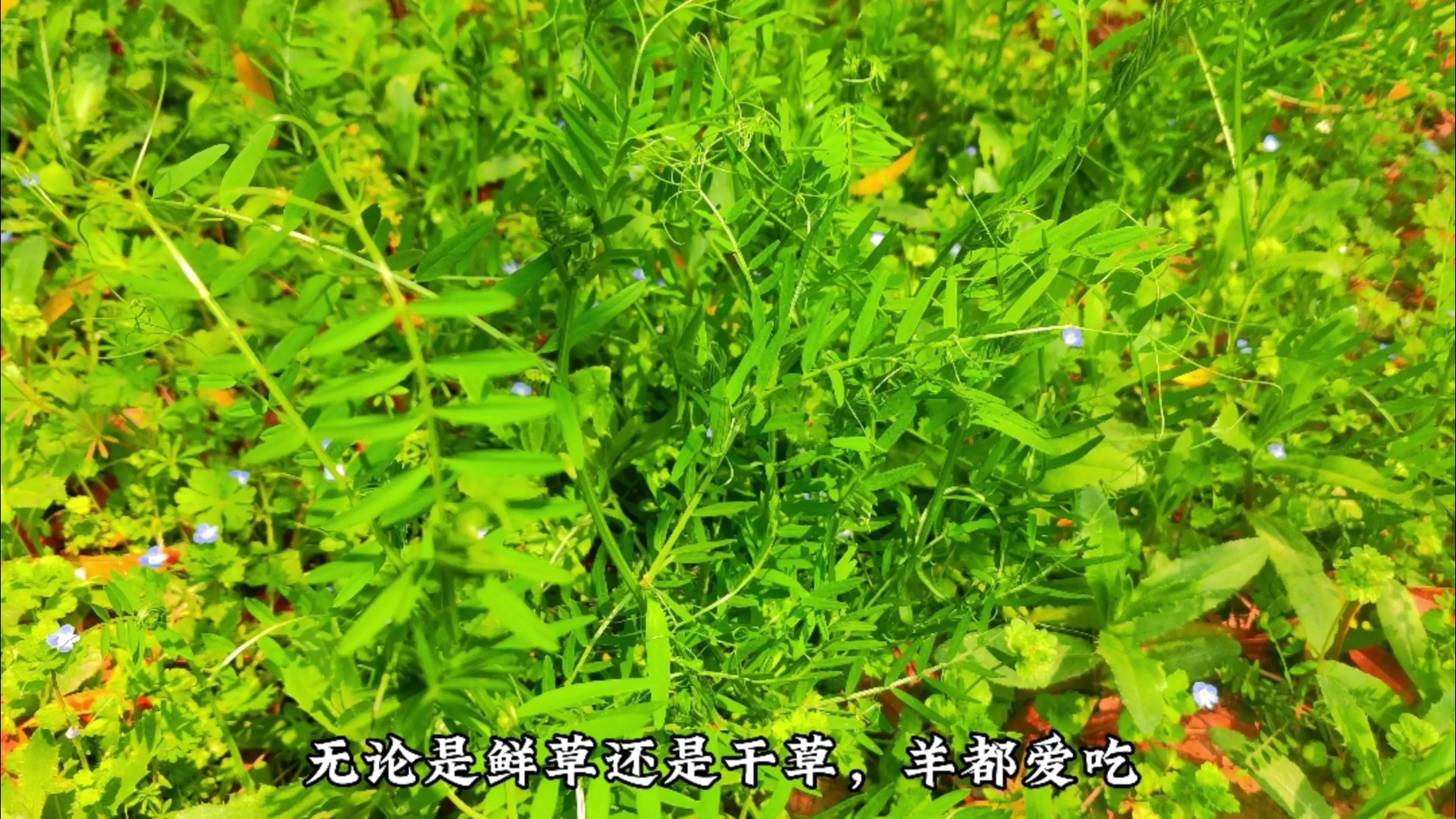 农村羊爱吃的七种常见野草，根据营养价值和适口性，做个排名