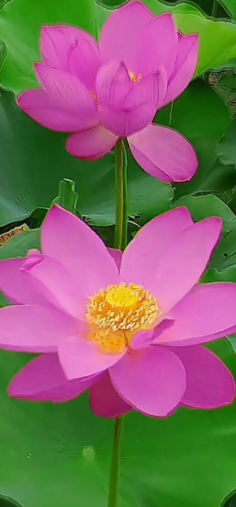 夏日美丽的荷花图片,荷花图片配上字映日荷花别样红