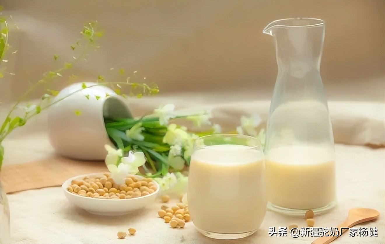 骆驼奶粉每天怎样吃最好,骆驼奶粉的好处你知道多少