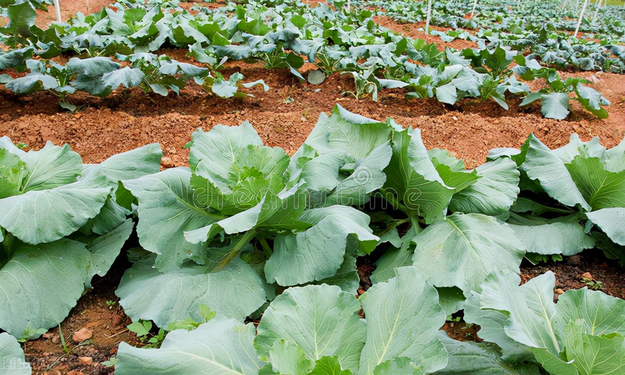 百草枯可以除草有什么其它危害,百草枯除草有什么危害