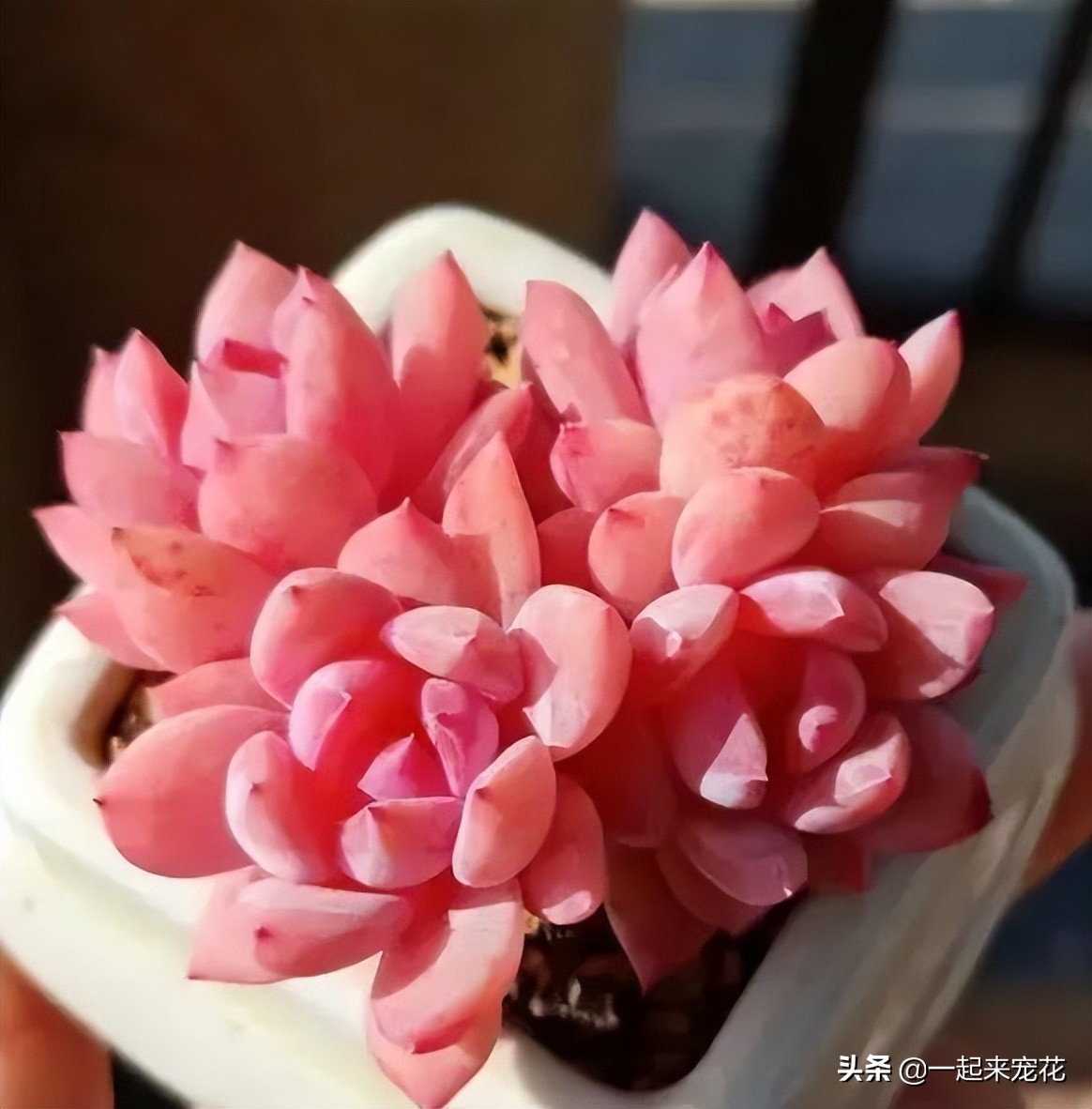 皮实好养的仙气多肉,六种仙气好养的多肉