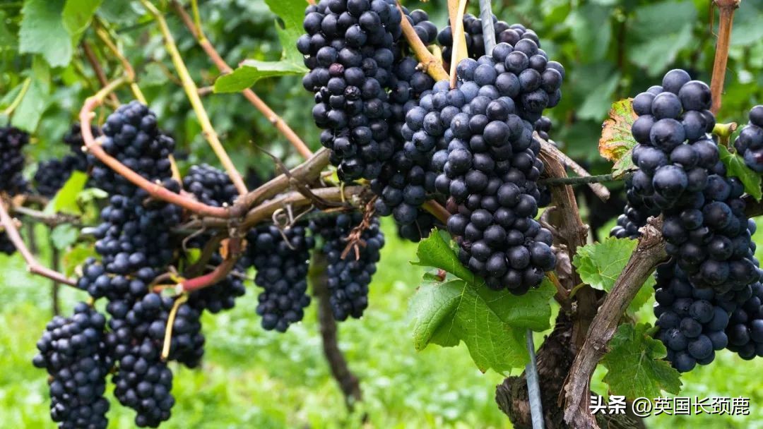 买葡萄酒最容易陷入的误区,买葡萄酒最常见的误区