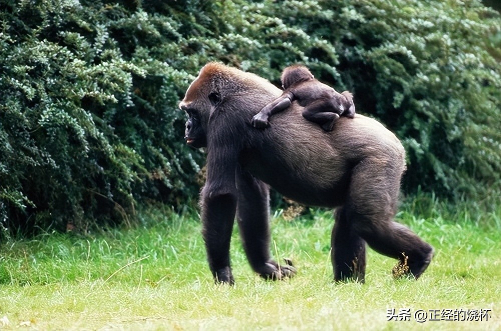 类人猿的身体特征有哪些,类人猿是什么动物
