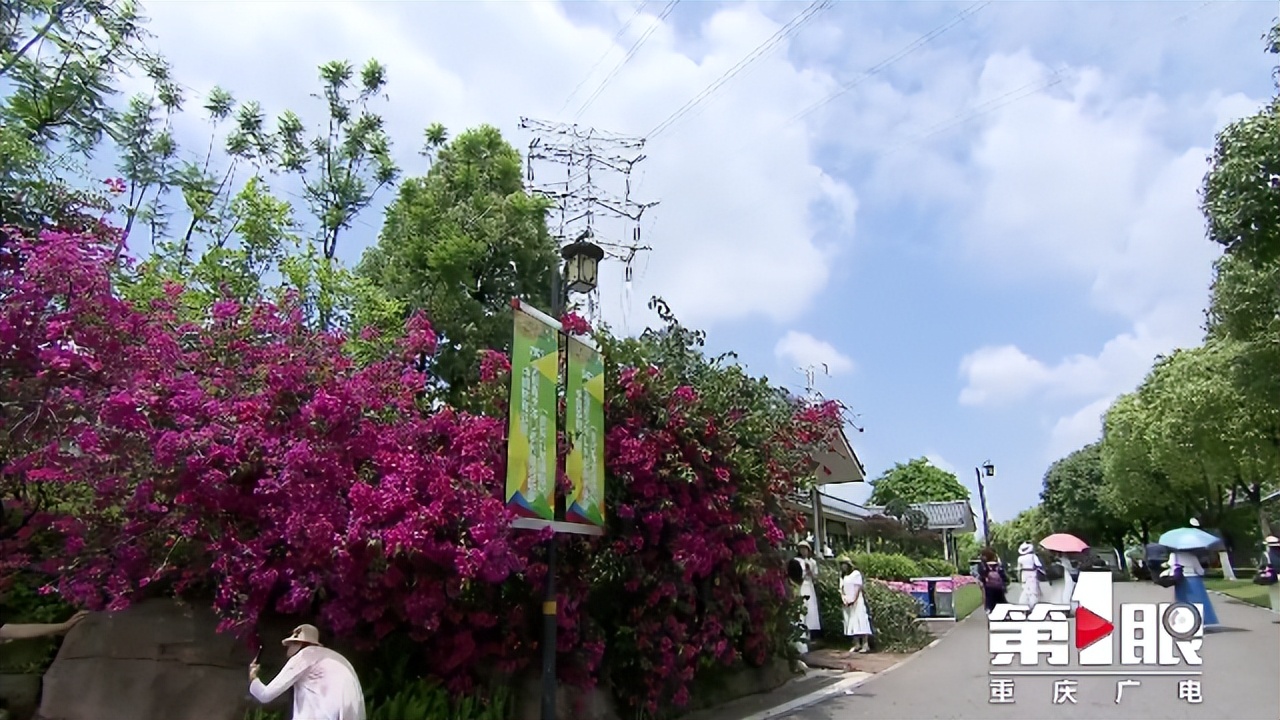 期待已久的三角梅绚丽多彩,街边的红紫三角梅艳丽开放