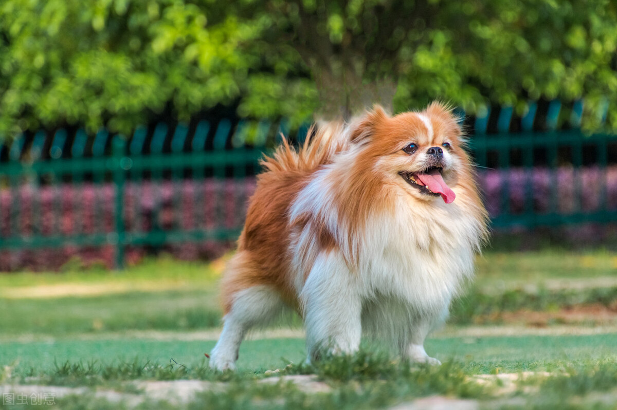 狗狗左后腿无缘无故瘸了,狗狗摔跤腿瘸了去医院要多少钱