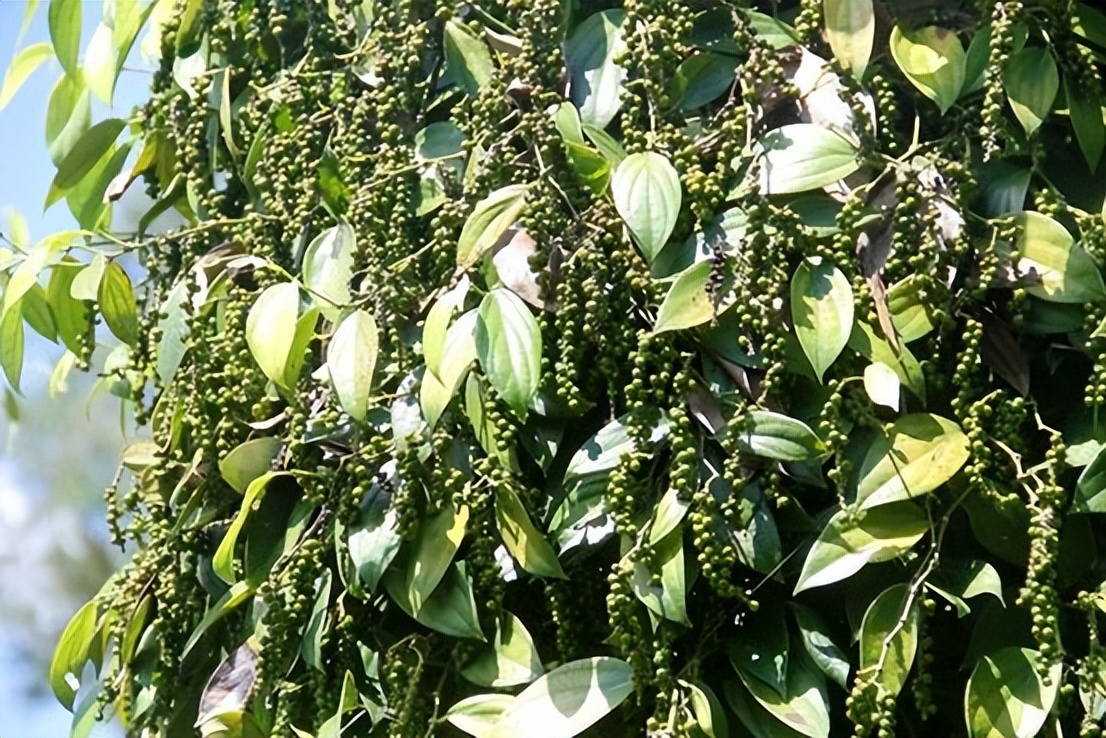 胡椒在古代被称为什么,古代的胡椒是什么样的