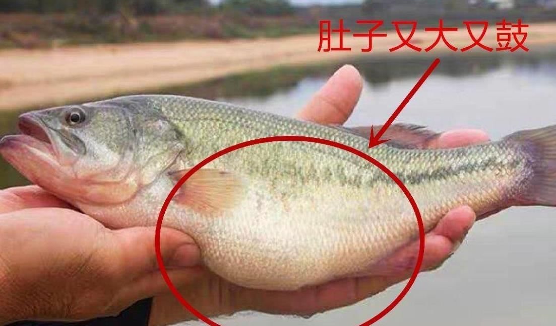 鲈鱼最好吃的食用方法,冰鲜鲈鱼怎么挑