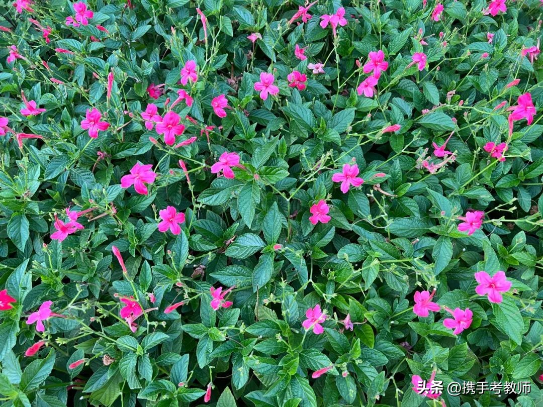 艳芦莉花期多长,艳芦莉花期