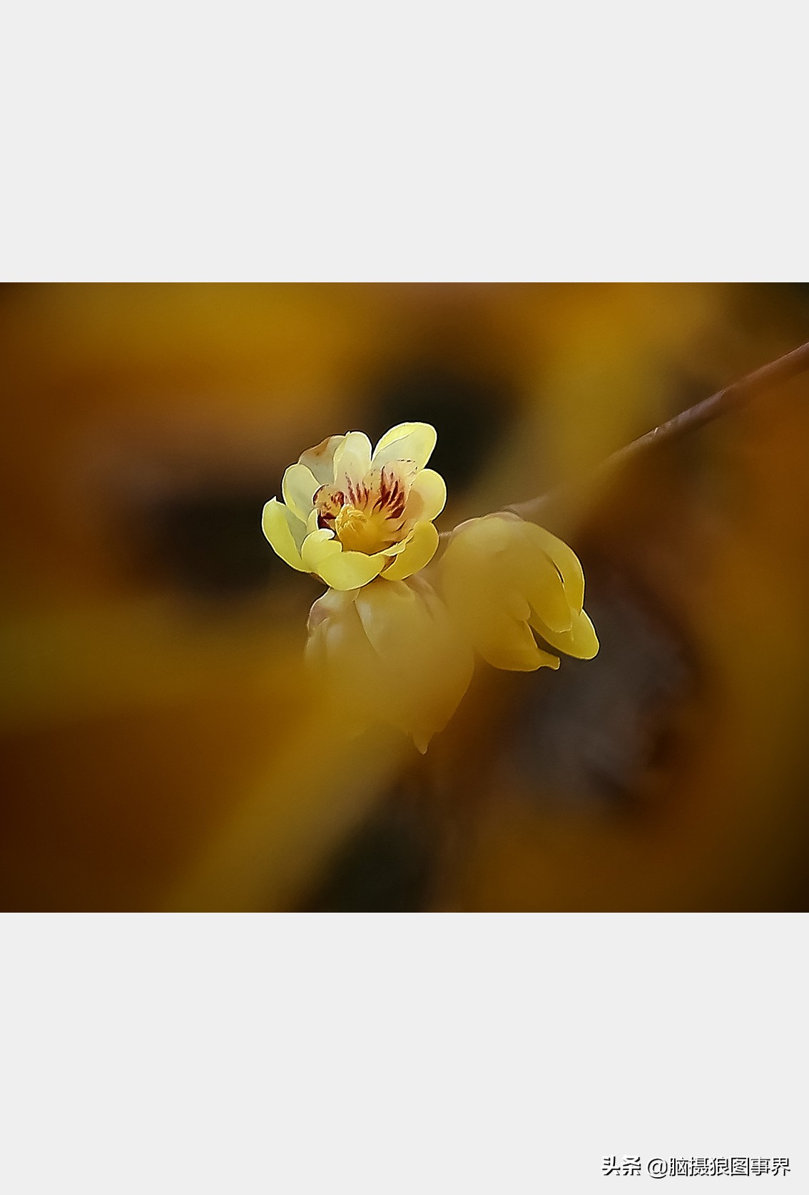 教你几个拍摄腊梅的摄影技巧干货,腊梅花怎样拍照好看