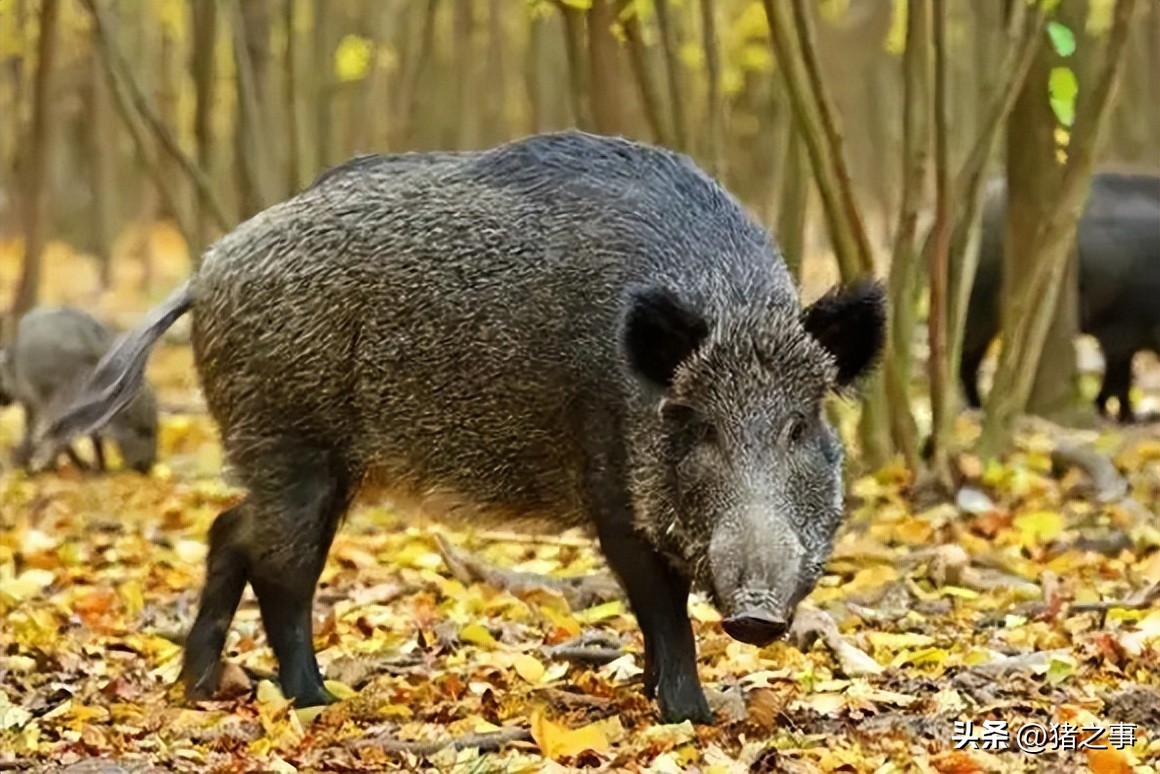 揭秘猪的秘密,猪的由来是啥