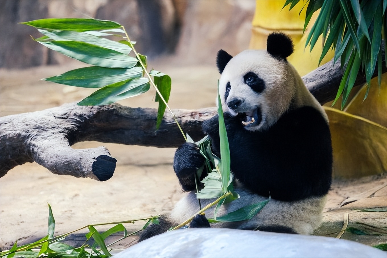 广州长隆最全游玩攻略飞鸟乐园,广州长隆哪两个主题乐园适合老人