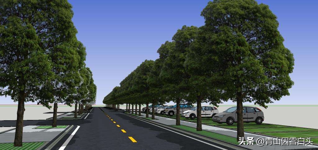 江苏高杆行道树常用树种,城市行道树树种单一