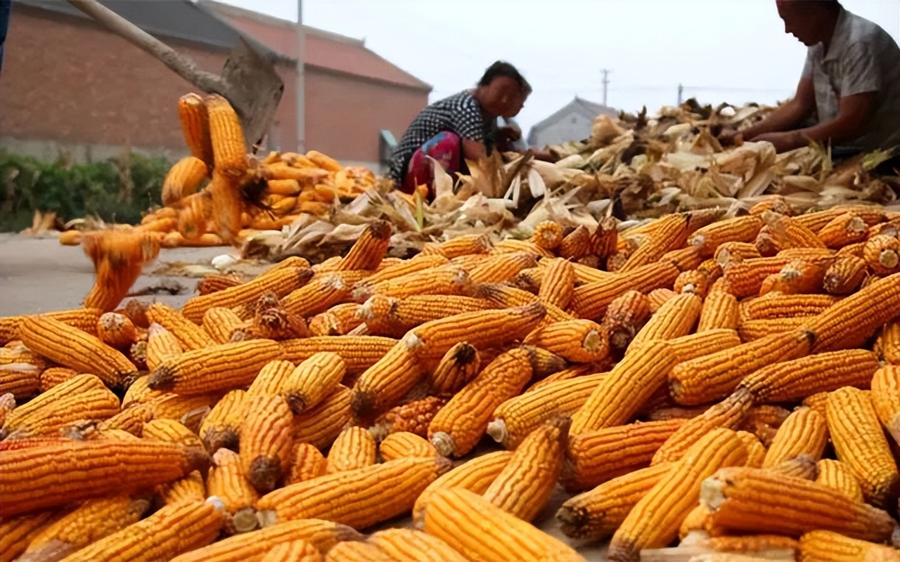 最近几天有什么物价在上涨,这一轮物价上涨如何应对