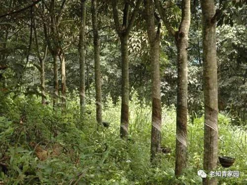 陈凯歌老照片大全集,陈凯歌的知青岁月