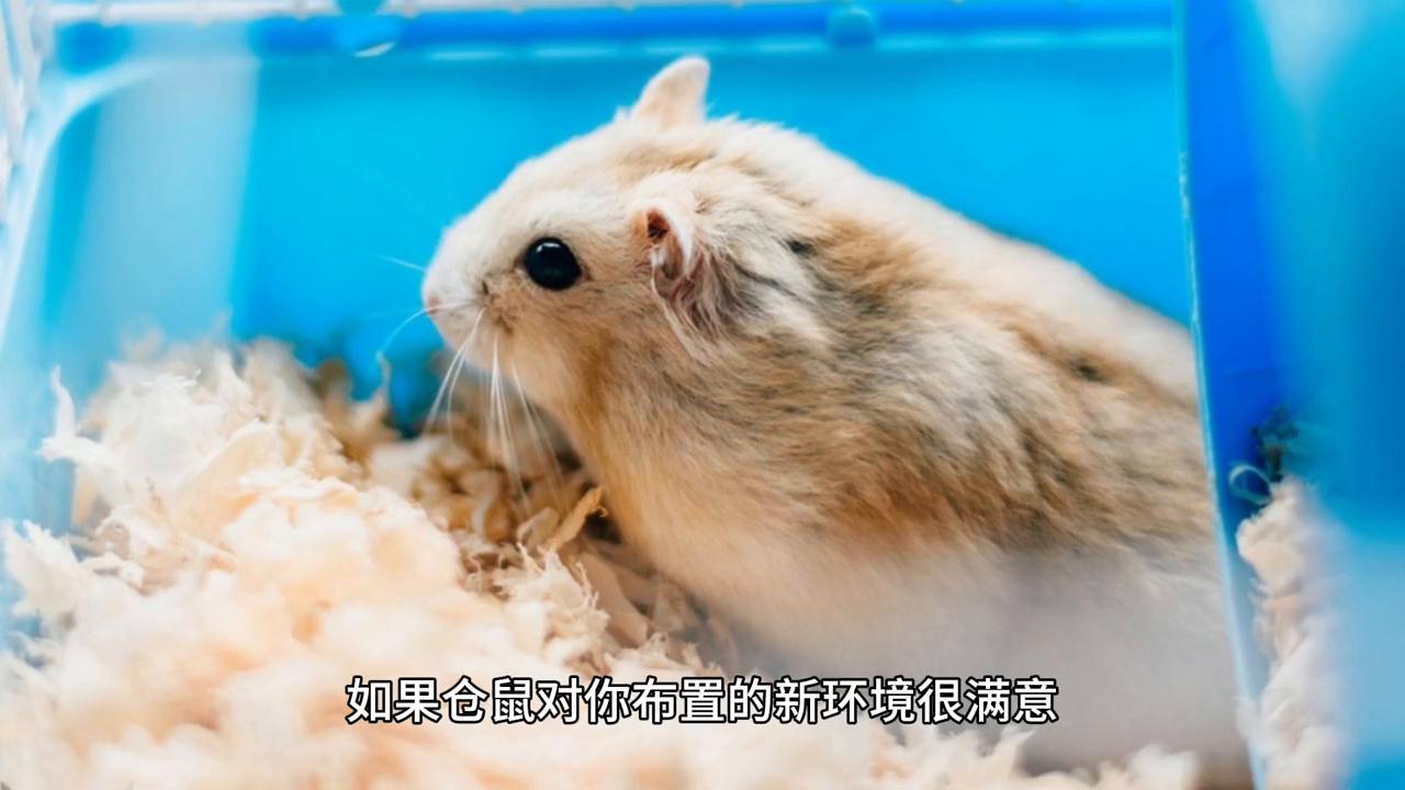 怎样养仓鼠让仓鼠喜欢你,仓鼠新手怎样养仓鼠