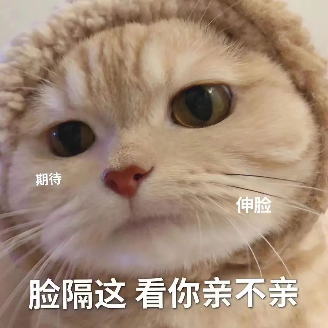 美甲店的猫咪,美甲店的可爱猫猫