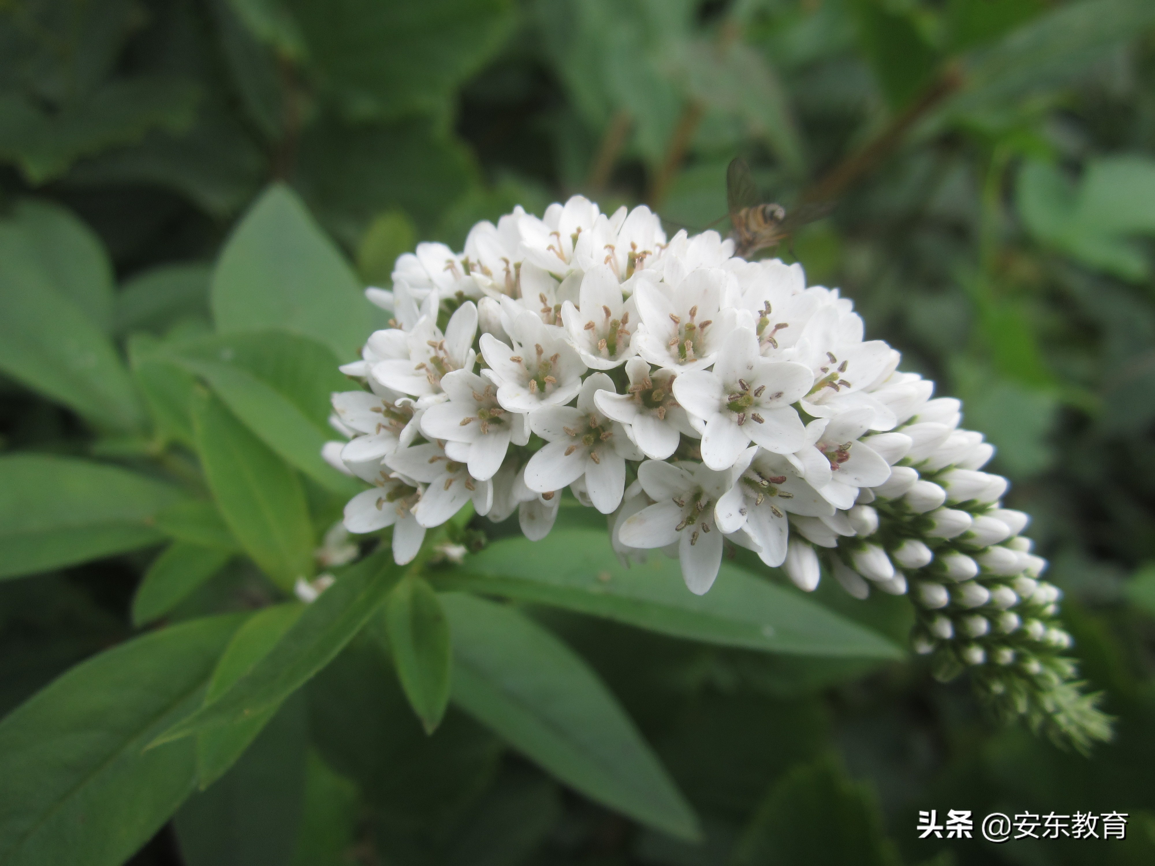 狼尾草的形态特征,狗尾巴草的品种及图片