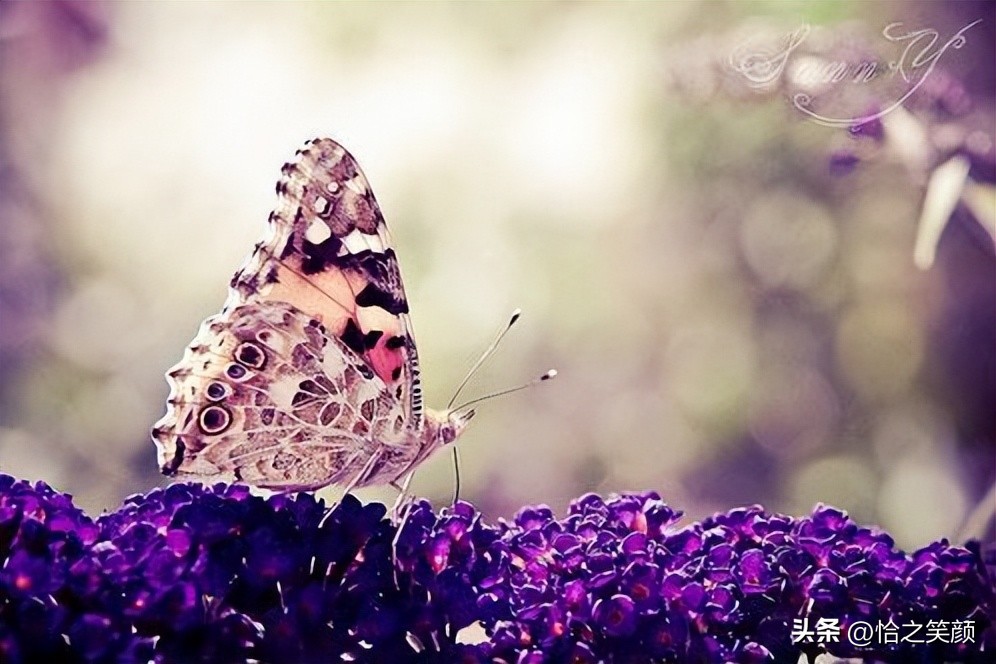 自省自律和自洽是人生的三次觉醒,人生成功在于不断的自省