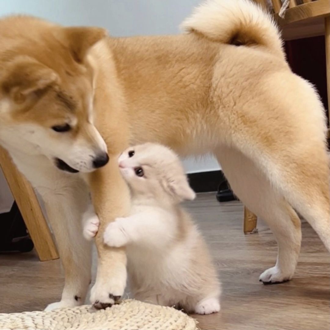 github上有没有比较难的前端项目,github中可以让前端小白练手的项目