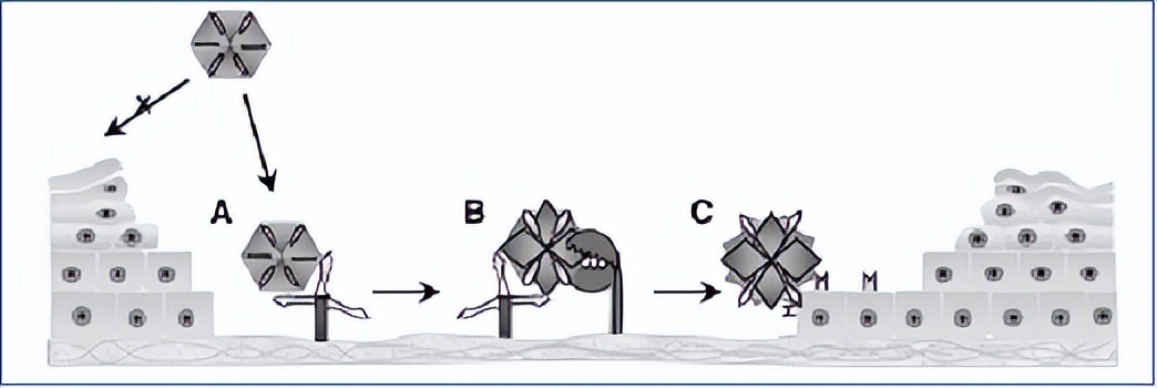 专家精选｜HPV持续感染干预的思考